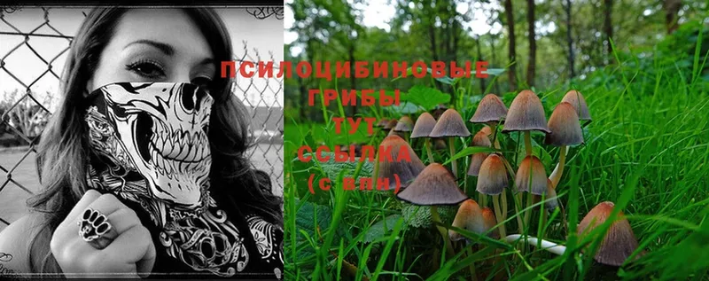 Галлюциногенные грибы Psilocybine cubensis  Поворино 